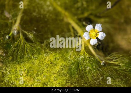 Ranunculus trichophyllus, le pied-de-biche à feuilles ou le pied-de-biche à feuilles filées, est une espèce végétale du genre Ranunculus. Banque D'Images