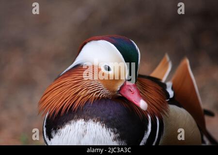 magnifique portrait masculin de canard mandarin avec ses plumes merveilleuses Banque D'Images