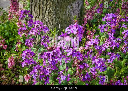 L'honnêteté annuelle de couleur rose (Lunaria annua) près d'un arbre de rue à Berlin. Banque D'Images