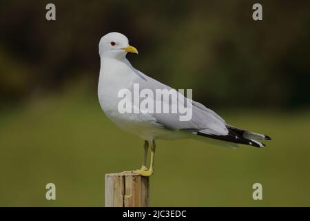 Larus canus, guette commune sur un poste près de la plage à Benderloch, un village à Argyll et Bute, en Écosse. Banque D'Images