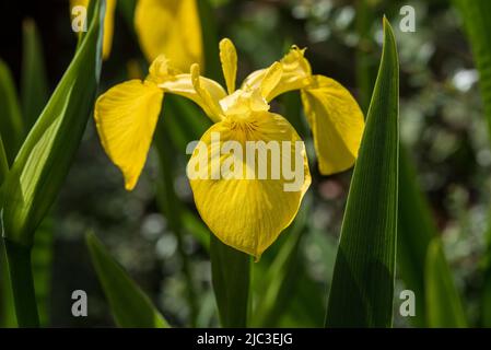 Fleurs: Gros plan de l'iris jaune vif - Iris pseudocorus, AKA Water Flag, trouvé dans les zones humides, les lacs et les berges. Famille des Iridaceae. Banque D'Images
