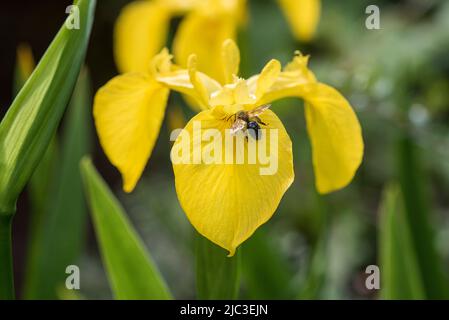 Fleurs: Gros plan de l'iris jaune vif - Iris pseudocorus, AKA Water Flag, trouvé dans les zones humides, les lacs et les berges. Famille des Iridaceae. Banque D'Images
