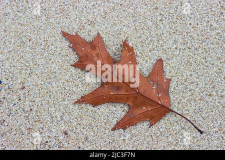 Feuille de chêne rouge automnal sur le sable. Sur la mer. Avec un petit insecte Banque D'Images