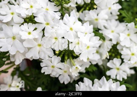 Fleurs beau blanc de jardin commun verveine ou vervain rose (verveine peruviana) est petite belle fleur en bleu, violet, violet, rose, rouge foncé, jaune Banque D'Images