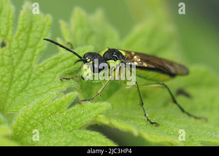 Gros plan sur une mouche à scie verte colorée et brillante, Tenthredo mesomela sur une feuille de géranium verte dans le jardin Banque D'Images