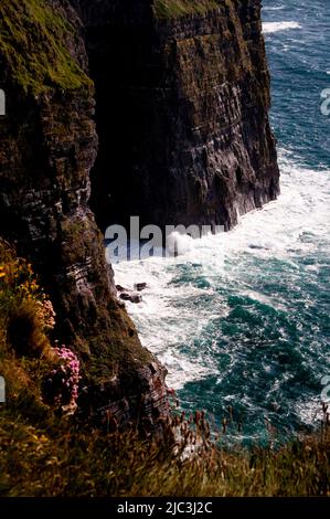 Sea Pink Thrift fleurs sauvages s'accrochent aux falaises océaniques qui sont les célèbres falaises de Moher dans le sud-ouest de l'Irlande. Banque D'Images