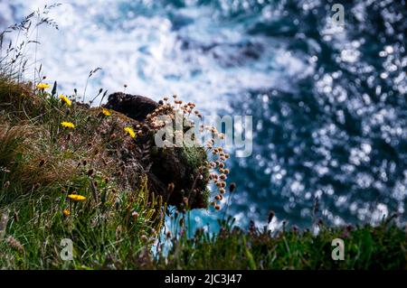 America maritima ou Pink Thrift accrochent sur les rochers des falaises de Moher en Irlande. Banque D'Images