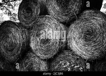 Images en noir et blanc de rouleaux géants de foin empilé récoltés à l'automne dans le comté de Lancaster, en Pennsylvanie Banque D'Images