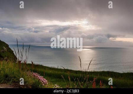 Rose Drift fleurs sauvages au large des falaises de Moher en Irlande. Banque D'Images