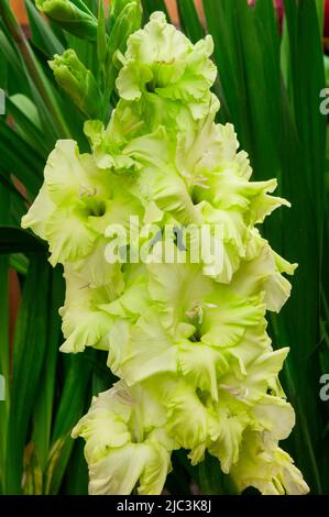 Gros plan de grandes fleurs vertes de Gladiolus Green Star sur un fond de feuilles un été florissant cormous vivace qui est à moitié robuste Banque D'Images