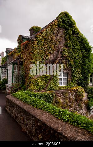 Ivy en pierre couverte Cong River House à Cong, Irlande. Banque D'Images