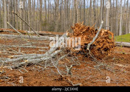 Nouveau développement défrichement sur la propriété forestière défrichement de la racine de gros arbre Banque D'Images