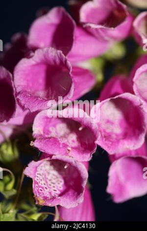 Fleur pourpre sauvage gros plan botanique moderne purpurea digitalis famille plantaginaceae haute qualité grands imprimés Banque D'Images