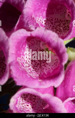 Fleur pourpre sauvage gros plan botanique moderne purpurea digitalis famille plantaginaceae haute qualité grands imprimés Banque D'Images