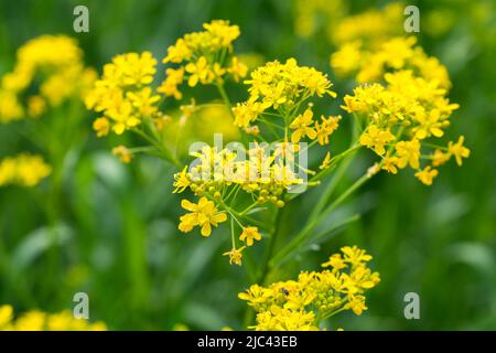 Isatis tinctoria, fleurs jaunes de la laine de la prière dans les prés gros plan foyer sélectif Banque D'Images