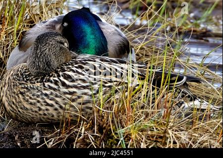 Un canard colvert mâle et femelle 'Anas platyrhynchos'; dormant sur une portion herbeuse d'un marais humide dans la région rurale du Canada de l'Alberta Banque D'Images