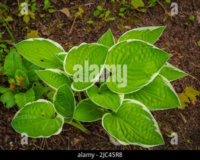 HostA Funkia, nénuphars plantain dans le jardin. Gros plan sur les feuilles vertes avec un arrière-plan à bordure claire. Attention sélective, personne Banque D'Images