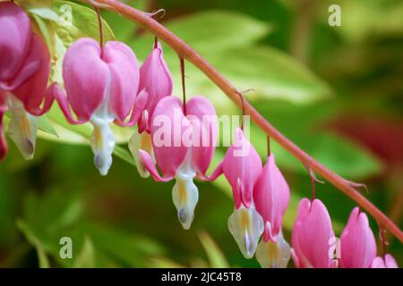Gros plan sur les fleurs de coeur de saignement Banque D'Images