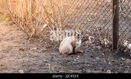 Un beau chaton siamois aux yeux bleus est assis sur le sol, effrayé Banque D'Images