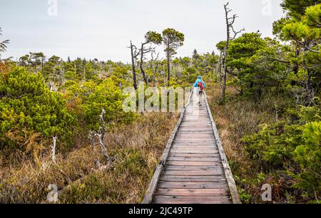 Une femme sur la promenade à travers la tourbière Shorepine dans le parc national Pacific Rim, Canada. Banque D'Images