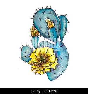 Cactus bleuets et jaunes à fleurs Banque D'Images