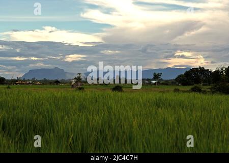 Champ de riz dans un fond de colonies et de paysage vallonné, avec Bukit Tilung, une montagne sacrée dans le système traditionnel de croyance des communautés Dayak, peut être vu à l'extrême gauche de cette photo prise à Putussibau, Kapuas Hulu, West Kalimantan, Indonésie. Banque D'Images