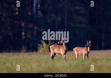 Doe (Cervus elaphus), vieux et jeune dans un pré, Lusatia, Saxe, Detschland Banque D'Images