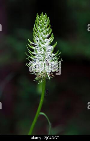 La griffe du diable d'hier, également le rampion à pointes (Phyteuma spicatum), l'inflorescence, Oberstdorf, Oberallgaeu, Allgaeu, Bavière, Allemagne Banque D'Images