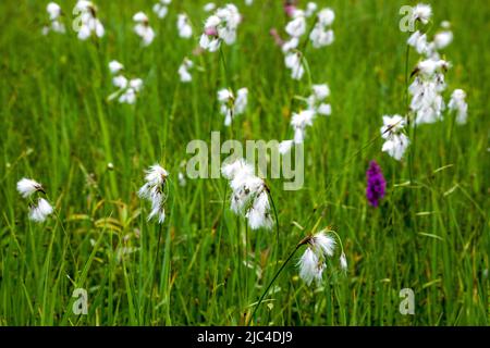 Coton à feuilles larges (Eriophorum latifolium), Oberstdorf, Oberallgaeu, Allgaeu, Bavière, Allemagne Banque D'Images