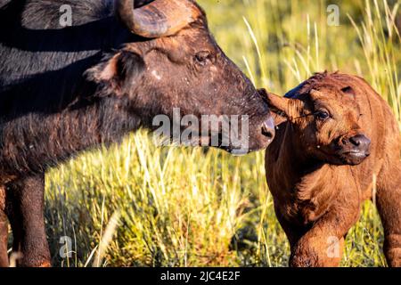 Buffle africain (Syncerus caffer) buffle d'eau femelle avec veau, parc national de Tsavo, Kenya Banque D'Images