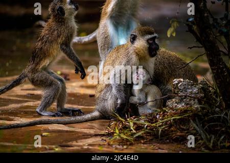 Singe vervet (Chlorocebus sp.), gang de singes avec bébés et enfants à Mombasa, Kenya Banque D'Images