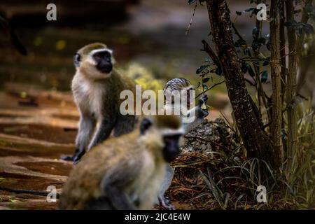 Singe vervet (Chlorocebus sp.), gang de singes avec bébés et enfants à Mombasa, Kenya Banque D'Images