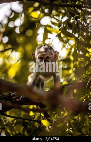 Singe vervet (Chlorocebus sp.), gang de singes avec bébés et enfants à Mombasa, Kenya Banque D'Images