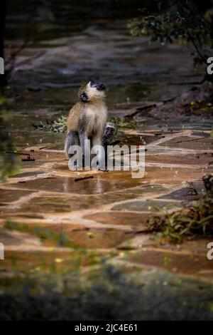 Singe vervet (Chlorocebus sp.), gang de singes avec bébés et enfants à Mombasa, Kenya Banque D'Images
