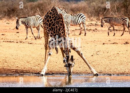 Maasai girafe (Giraffa camelopardalis tippelskirchi) boire à la rivière Talek, réserve nationale de Masai Mara, Kenya Banque D'Images