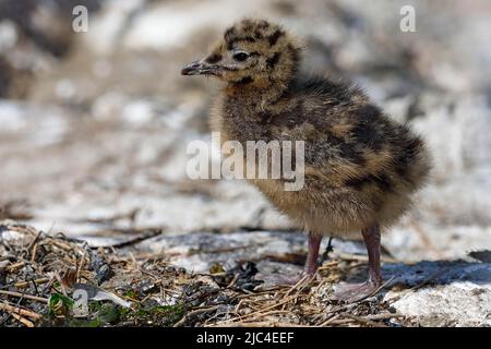 Poussin à tête noire (Larus ridibundus), enfant animal, Schleswig-Holstein, Allemagne Banque D'Images