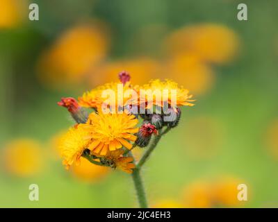 Renard et ourson orange-rouge (Hieracium aurantiacum), Admont, Styrie, Autriche Banque D'Images