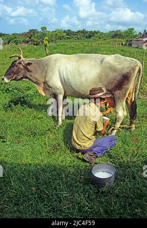 Un producteur laitier laitait sa vache, Pinar del Rio, Cuba, Caraïbes Banque D'Images