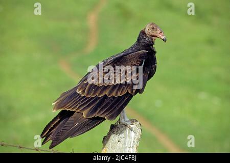 Turkey Vulture (Cathartes aura) perçant sur une barrière de pâturage, Pinar del Rio, Cuba, Caraïbes Banque D'Images