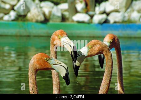 Flamingo des Caraïbes ou Flamingo américain (Phoenicopterus ruber), portrait, Sainte-Lucie, Cuba, Caraïbes Banque D'Images