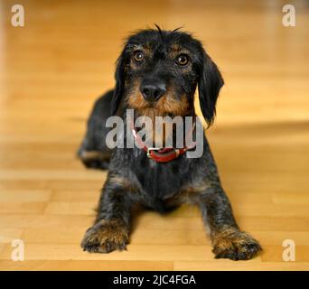 Dachshund à poil dur (Canis lupus familiaris) chiot, homme, 1 ans, collier, mendicité, Bade-Wurtemberg, Allemagne Banque D'Images