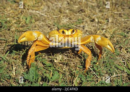 Crabe jaune (Gecarcinus ruricola), Playa Larga, Baie des cochons, Giron, Cuba, Caraïbes Banque D'Images