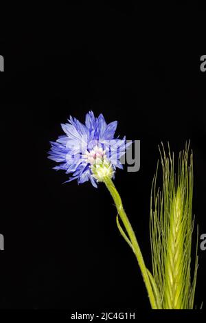 Cornflower (Centaurea cyanus) avec de l'orge sauvage (Hordeum vulgare subsp. Spontaneum), photographie studio avec fond noir Banque D'Images