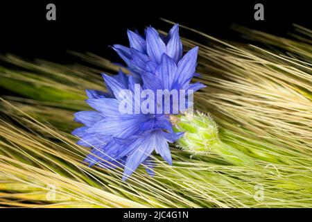 Cornflower (Centaurea cyanus) avec de l'orge sauvage (Hordeum vulgare subsp. Spontaneum), photographie studio avec fond noir Banque D'Images