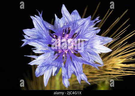 Cornflower (Centaurea cyanus) avec de l'orge sauvage (Hordeum vulgare subsp. Spontaneum), photographie studio avec fond noir Banque D'Images