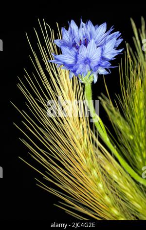 Cornflower (Centaurea cyanus) avec de l'orge sauvage (Hordeum vulgare subsp. Spontaneum), photographie studio avec fond noir Banque D'Images