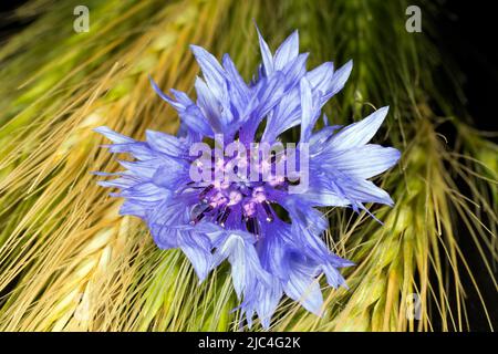 Cornflower (Centaurea cyanus) avec de l'orge sauvage (Hordeum vulgare subsp. Spontaneum), photographie studio avec fond noir Banque D'Images