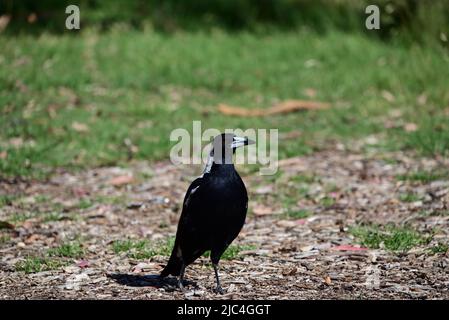 Magpie australienne sombre (cracticus tibicen), avec sa poitrine légèrement soufflée, debout dans un parc vert lumineux ensoleillé Banque D'Images