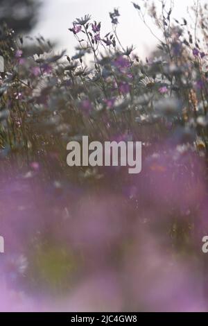 Blur expérience sur une prairie en fleurs en été, photographie expérimentale, prairie de bellflower avec des pâquerettes, Réserve de biosphère de Middle Elbe Banque D'Images