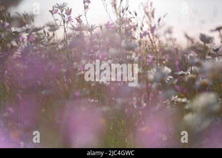 Blur expérience sur une prairie en fleurs en été, photographie expérimentale, prairie de bellflower avec des pâquerettes, Réserve de biosphère de Middle Elbe Banque D'Images